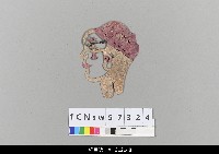 藏品(中國湖北皮影戲偶頭-生)的圖片